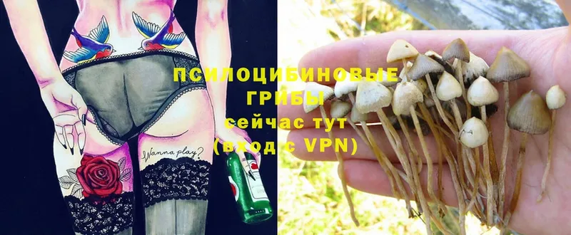 Галлюциногенные грибы Psilocybe  hydra как зайти  Белинский  наркота 